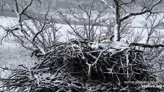 The parents shield DN17 and DN18 from the wind and snow 秃鹰Decorah Eagles North Nest  2024 04 02