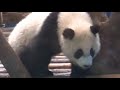 20140508 肥肥 彪拔拔我來嚕 giant panda yuanzai