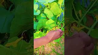 Hand pollination in muskmelon field #AR Peta # Horticulture clg #