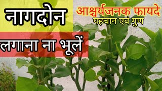 नागदोन के फायदे ,पहचान एवं गुण ।naagdon एक औषधीय पौधा।#homegardening #gardening #नागदोन