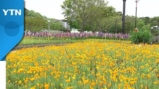 [날씨] 구름 많고 서늘한 주말, 곳곳 빗방울...함평은 나비 세상 / YTN