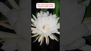 The Priceless Beauty: The Mysterious Kadupul Flower!\