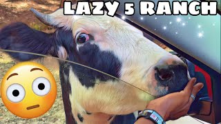 VISITING LAZY 5 RANCH IT WENT WRONG😢