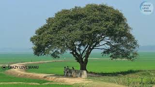 🌳🌳అందమైన పల్లెటూరి పాట 🌾🌾🌳🌳