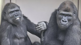 Kiyomasa and Annie playing under the roof on a rainy day Gorilla