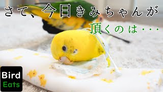 シニアインコのお食事タイム 週末手づくりごはん Senior parakeet Eat vegetables only on weekends