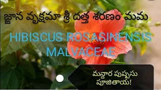 స్వర్గ లోక  పంచ జ్ఞాన నిధి తత్వాలు🙏మన్దార మకరన్దం001