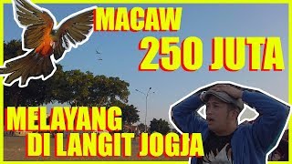 MACAW 250 JUTA MELAYANG DI LANGIT JOGJA