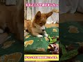 おもちゃの音　反応がかわいいコーギー　【犬癒し動画】corgi shorts