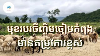 ការចិញ្ចឹមចៀមគឺជាមុខរបរកំពុងមានតម្រូវការទីផ្សារខ្ពស់