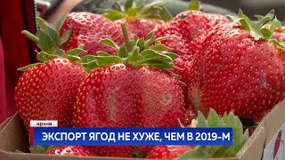 ЭКСПОРТ ЯГОД НЕ ХУЖЕ, ЧЕМ В 2019-М