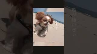 砂浜を走りながら砂を食べるしろ　#shorts #シーズー #dog #shihtzu #犬