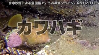 【水中映像 魚図鑑】カワハギ No.UZ0125