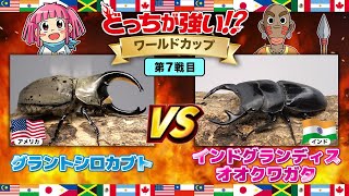 【どっちが強い!?ワールドカップ編 】第7戦目　グラントシロカブトVSインドグランディスオオクワガタ