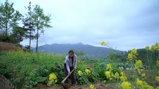 Cooking Wowotou and Corn Rice! Where There Is Corn, There Is No Shortage of Food