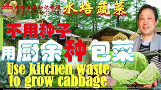 不要种子也能种包菜/高丽菜（水培）【Cabbages can be grown without seeds (hydroponics)】