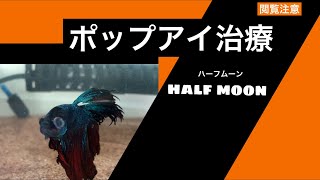 【ベタの病気】ポップアイは治る？治らない？