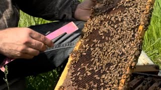 Finding Queens, Such a Time Draw