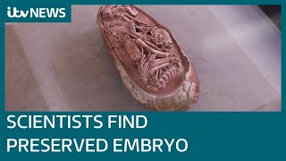 Scientists discover preserved embryo inside 66 million-year-old fossilised dinosaur egg | ITV News