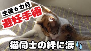 【生後６カ月】避妊手術【入院～退院】