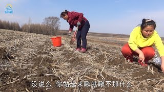 【牛二條】745 挖野菜送粉丝？二条老妈领佳欣 抗着锹挎着桶 最后收获怎么样 这野菜你想吃吗