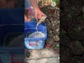 repotting my baby arabicum seedling step by steps arabicum seedling transfer into a pot plants