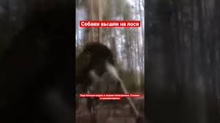 Собаки вышли на лося