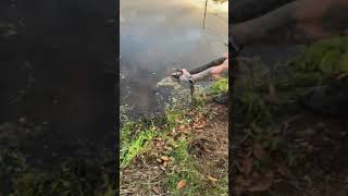 Alligator ATTACKED My lure continued (Release Unharmed)!!