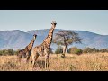 explore ruaha national park with conservation safari company