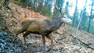 Jelenie byki z łaniami,dziki i Zając.☁️🦌🦙🐗🍂🐇🌜