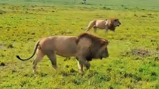 Kaskaz Male Lions Chasing some Young Male Lion today | Probably one of Molibany Males