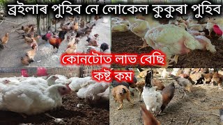 লোকেল মুৰ্গী পুহিব নে ব্ৰইলাৰ মুৰ্গী পুহিব II Local chicken profitable or broiler chicken