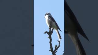 Чернолобый Сорокопут, самец, крупным планом.(Lanius minor, Lesser grey shrike).