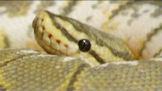 Snake Bytes TV - "Haunted"