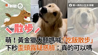 萌！黃金獵犬聽媽喊「吃飯散步」　下秒歪頭露疑惑臉：真的可以嗎│寵物│狗狗