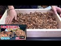 【必見】ハスクチップへの拘り。ボールパイソン床材。 joereptiles