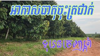 អាកាសធាតុចុះត្រជាក់ក្រោម២០អង្សា ជាសញ្ញា បង្ហាញបញ្ជាក់ថា ទុរេនរៀបចំចេញកំពកផ្កា។