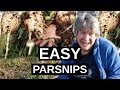 PARSNIPS How To Grow Parsnips | Winter Hardy Vegetable