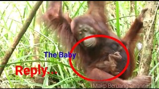 Newborn Baby Orangutan in their Natural Habitat !!!! EXCLUSIVE