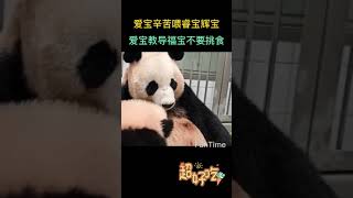 爱宝辛苦的一天，先是喂饱睿宝辉宝，再吃窝窝头竹叶填饱肚子，晚上还得跟福宝沟通，不要挑食，好好吃饭，爱宝是一个好妈妈，爱宝：带娃太累了，三个费头子，忍忍，再大一点，可以揍了Aibo’s hard day