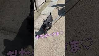 引っ張っていってくれる犬 【関西弁でしゃべる犬】#433 dog to pull 【Dog talking 】 #shorts