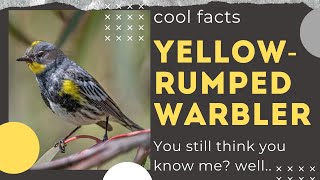 Yellow-rumped Warbler facts 🦜 North American bird species commonly observed all across the continent