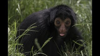 Animation Reference: Spider Monkey