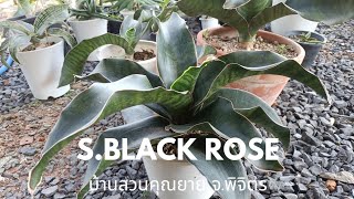 EP.21 ลิ้นมังกร แบลคโรส (S.Black Rose)#ไม้ฟอกอากาศ#dracaena #sansevieria #blackrose#snakeplant