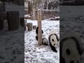 大熊猫苏琳的“煤炭双胞胎”熊生第一次玩雪