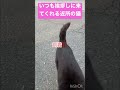 いつも挨拶しに来てくれる近所の猫ちゃん🐱近所の人気者⭐️