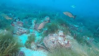 Diving West Coast Florida Hard Bottom Ledges and Reefs - Grouper, Snapper, Amberjack Fishing