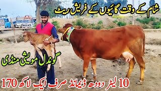 20-01-2025 Evening time Fresh Rate on Gondal Mandi MilkingCows Fresh Rate on Gondal Mandi!#cow#dairy