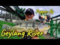 Geylang River Longkang Fishing | Popper fly | 芽笼沟渠钓鱼， 孔雀鲈杀手之波霸毛钩，落吃落吃感觉真爽！#钓鱼 #fishing #pancing