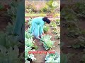 my farm vegetables🥬 youtubeshorts shortvideo trending shortsfeed ytshorts vairal myfarm